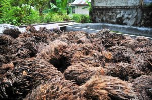 Riau Ekspor Ulat Sawit Keluar Negeri