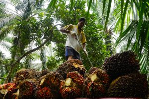 Mantap! Ekspor CPO Riau Capai 203 Persen