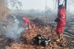 Delapan Daerah di Riau Alami Kebakaran Hutan