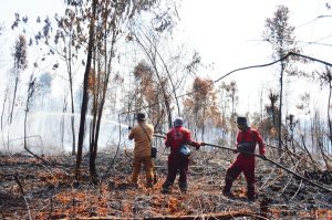 Paru-paru Dunia Terbakar