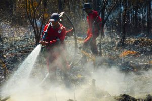 Ada Tiga Titik Lidah Api di Cagar Biosfer Riau