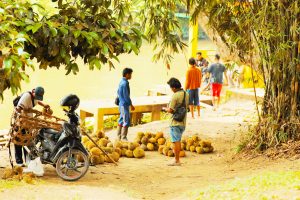 Potensi Wisata Inhu, Riau: Ada Wisata Durian (Bagian-3)