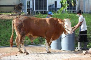 Hewan Kurban dari BP Batam Kantongi Sertifikat Bebas PMK