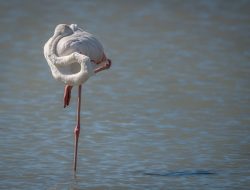 Berdiri dengan Satu Kaki: Indikator Sederhana Penuaan Neuromuskular