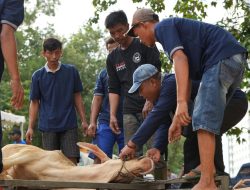 BP Batam Salurkan 33 Hewan Kurban pada Idul Adha 1447 H, Wujud Kepedulian dan Semangat Kebersamaan
